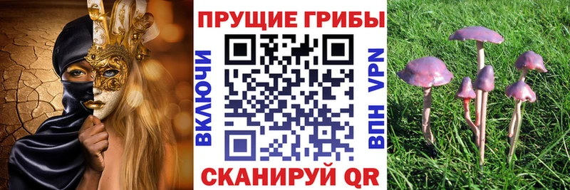 Галлюциногенные грибы Psilocybine cubensis  Купить  Новоалександровск 
